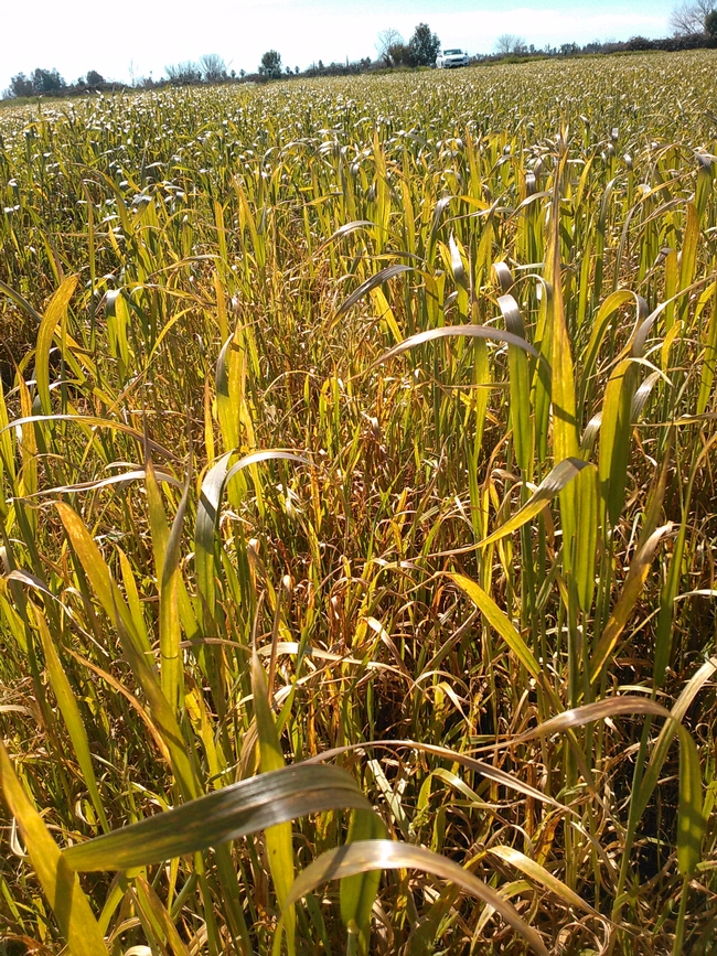 Figure 7 Glenn county wheat with weed pressure and waterlogging; ineffective simplicity application