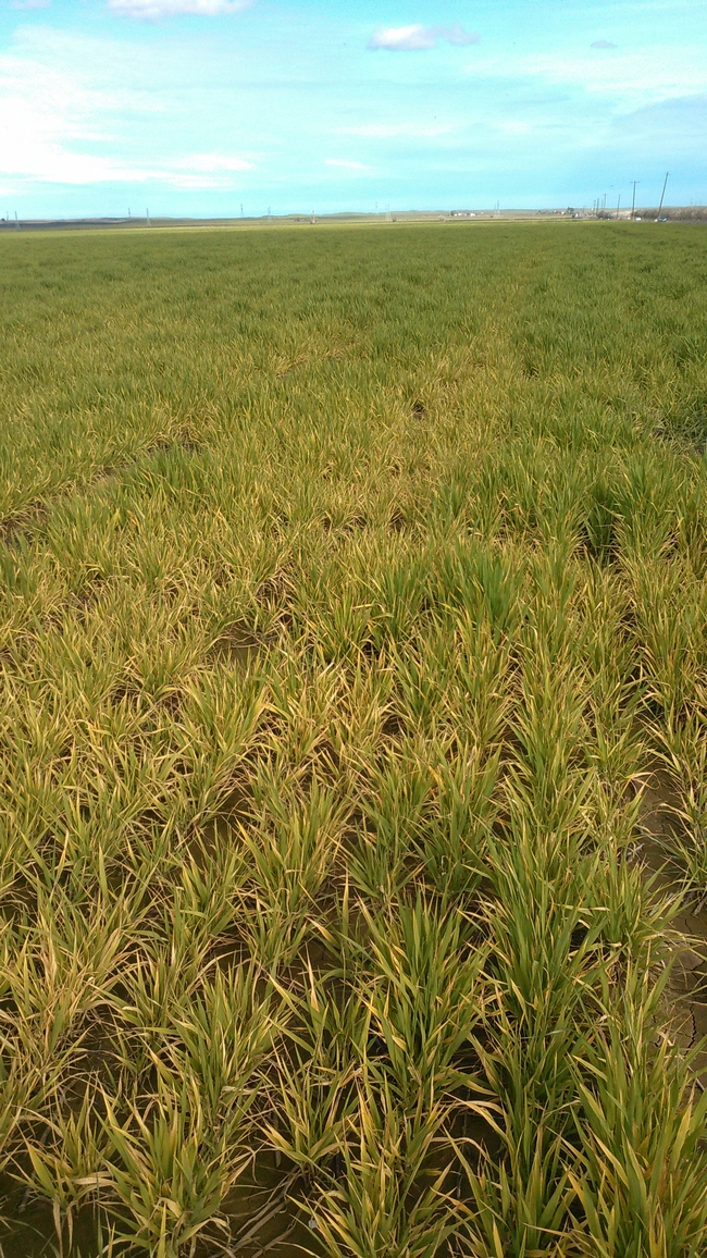 Figure 8. Waterlogging in barley that recovered later, Dunnigan