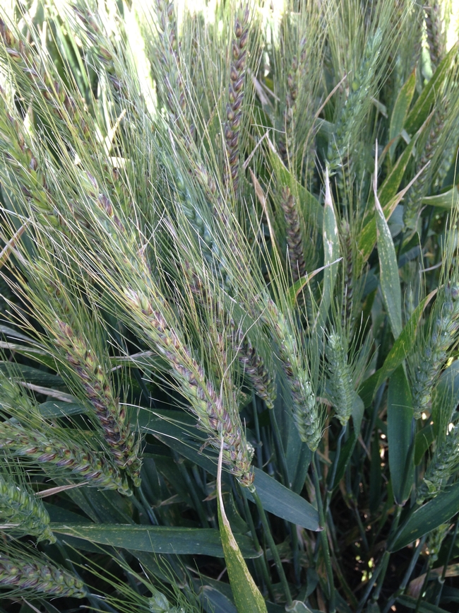 pseudo-black chaff, common wheat (2 of 2)