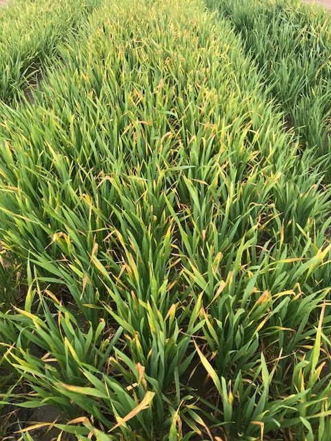 Fig. 1. Yellowing and tip burning of wheat from frost injury. (Photo courtesy of PCA.)