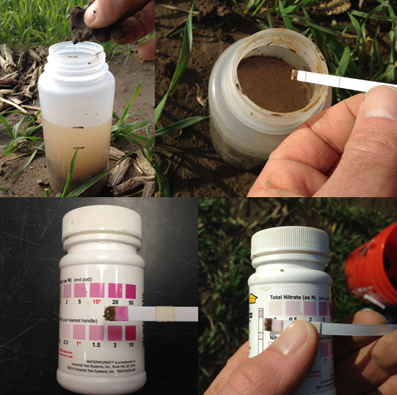 Measuring soil nitrate in the field.