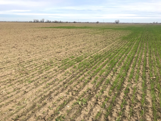 Wheat Crop destroyed by thousands of grazing geese, Zamora, CA (R. Long, photo).