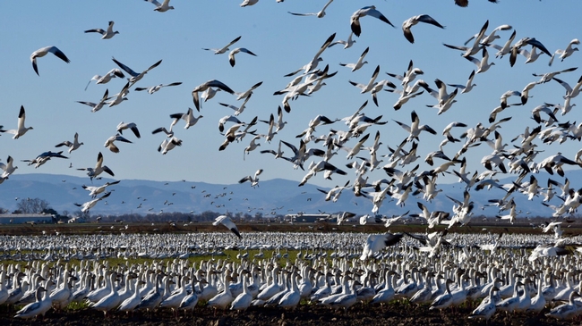 Snow geese and Ross's geese foraging in alfalfa hay in the Sacramento Valley, 2021. Photo: Steven Beckley, Woodland, CA