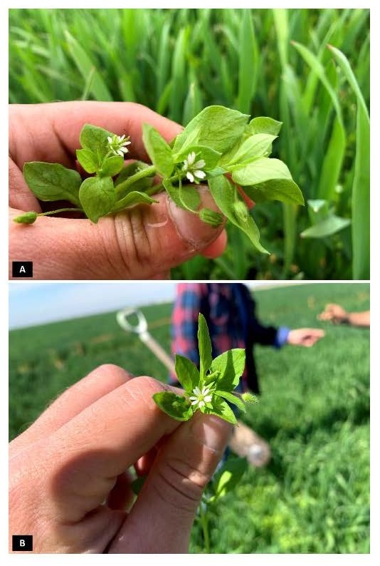 Figure 1. Mature common chickweed flower and leaves close-up.