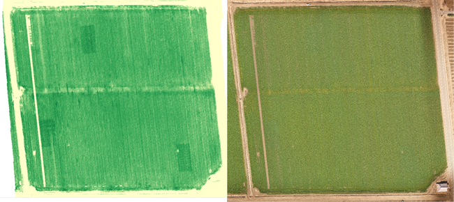 Multi-spectral (L) and visible spectrum (R) of field with N rich zones