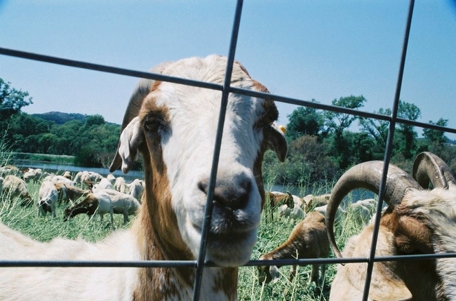 goat-0604-04