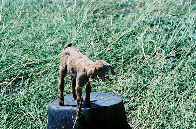 goat-0604-03