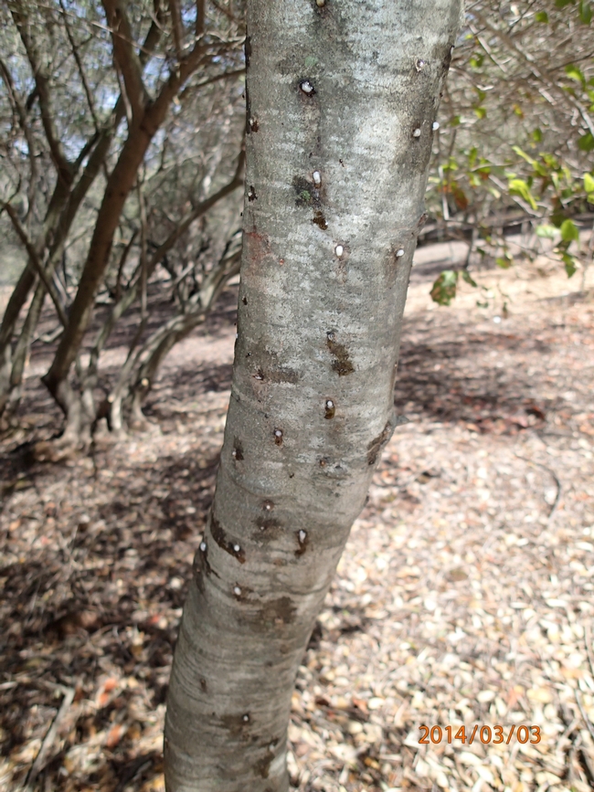 Foamy cankers on a coast live oak. Photo - S. Drill, UCCE