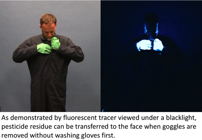 Side by side images one in the light and one in the dark of a man removing coveralls.Dark image shows pesticide residue transferred to areas of clothing and skin when viewed under black light.