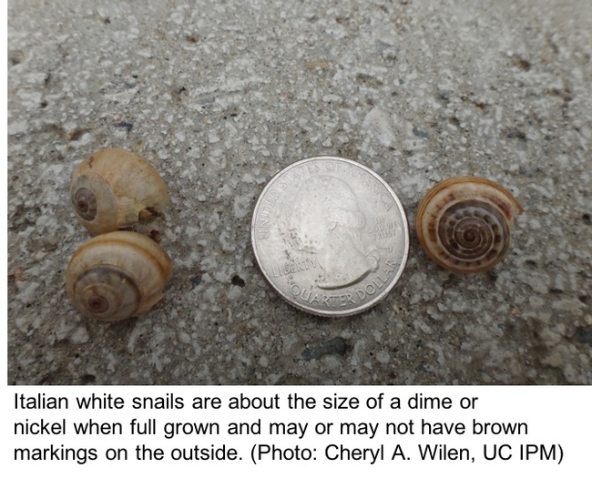 Italian white snails shown next to a quarter.