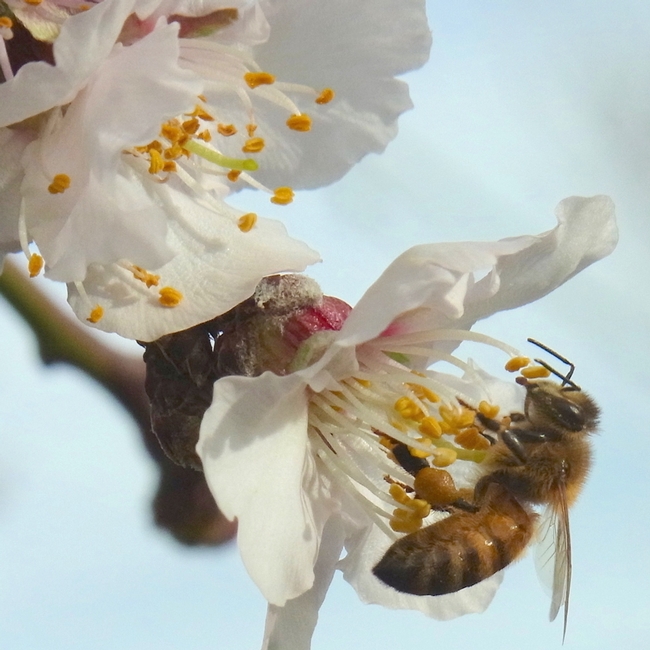 Honey bee collecting pollen in almond flower