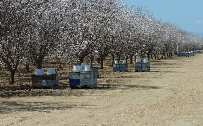 Honey bee hives in almond orchard