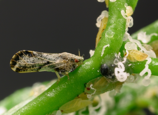 Close-up of an adult psyllid with mottled brown wings and red eyes on a green citrus stem. Surrounding the adult are various stages of flattened yellow nymphs with red eyes. Around the nymphs are distinctive secreted white, waxy tubules.