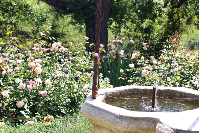 Stone fountain that is surrounded by rose bushes with pale pink roses