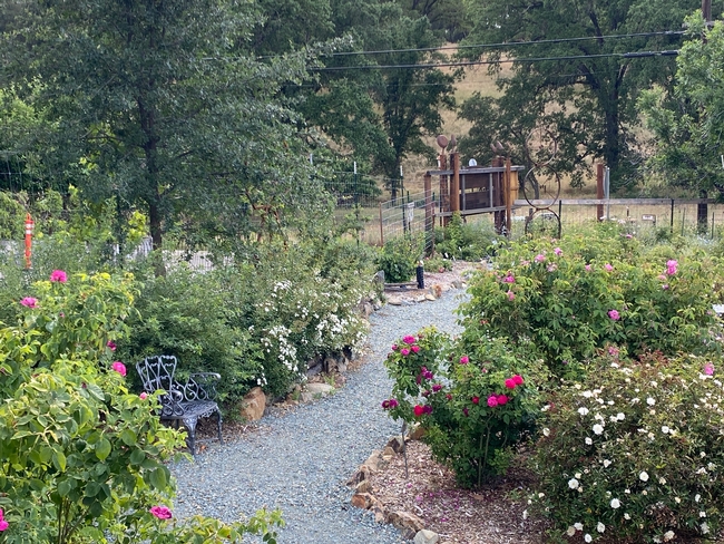 Roses blooming in the Heritage Rose Garden. Photo credit: UC Master Gardeners Amador County for UC Master Gardener Program Statewide Blog Blog