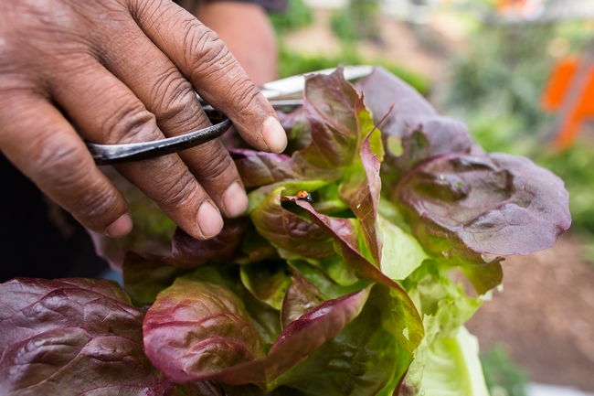Gardener trimming lettuce with scissors while a ladybeetle crawls across a leaf.