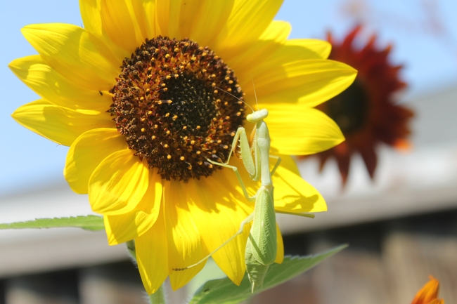 Sunflower and praying mantis