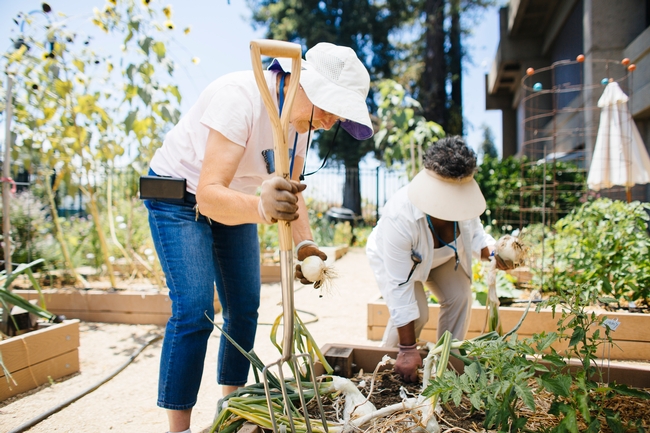 Two women Gardening in hats to help stay cool