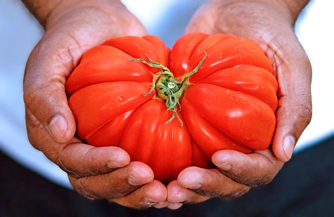 Hands holding a large tomato