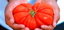 Fresh Heirloom Tomato for UC Master Gardener Program Statewide Blog Blog