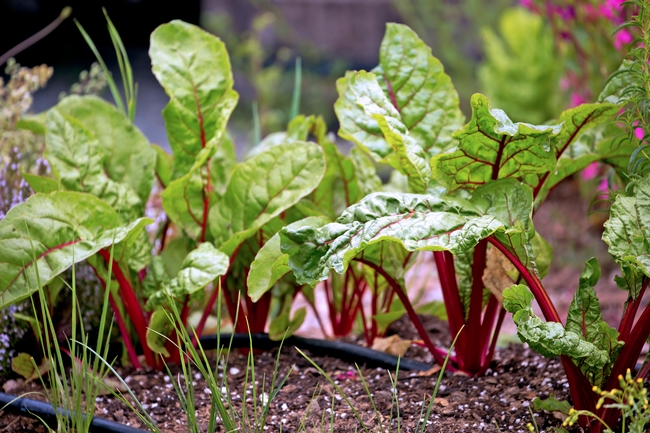 Swiss Chard growing in a raised bed