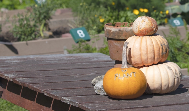 Stack of pumpkins on a wood table with plants in the background