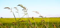 Hedgerows in Rice Field for UC Master Gardener Program Statewide Blog Blog