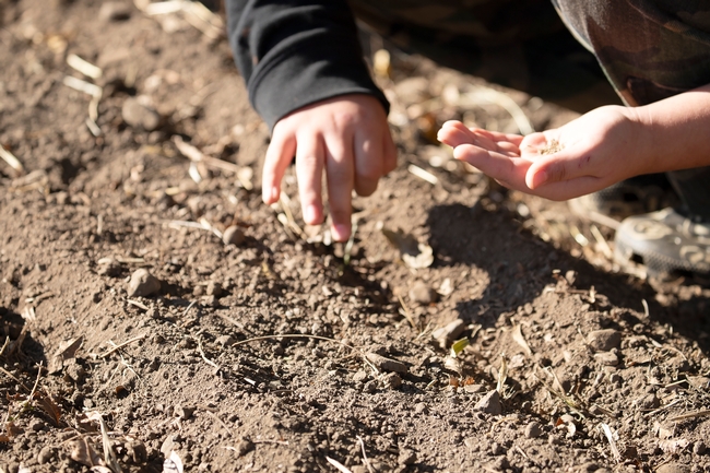 Hands placing seeds into soil