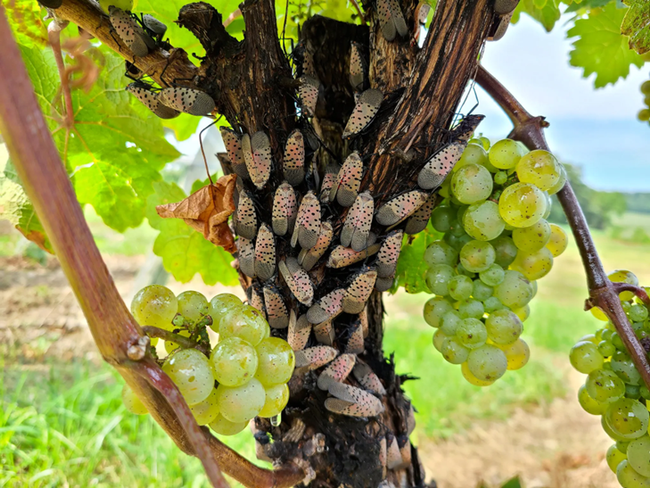 Spotted Lanternflies on grapevine.