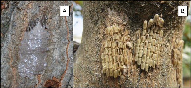 Spotted Lanternfly egg masses on a tree