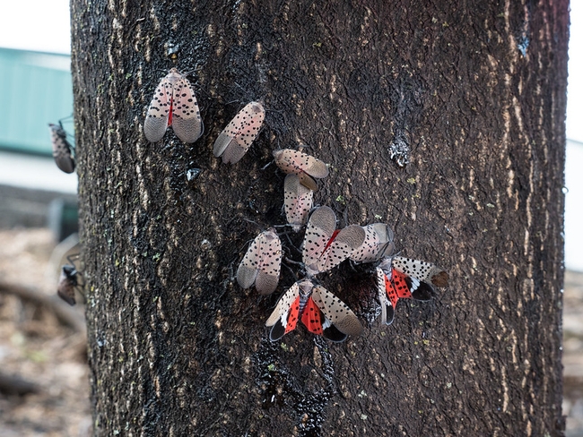 Adult spotted lanternflies