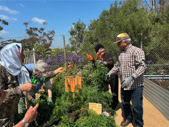 People harvesting carrots out of a raised bed.