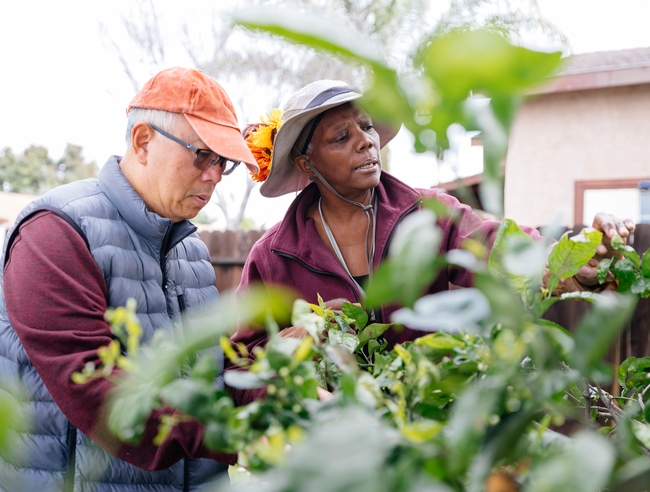 two people working in a garden