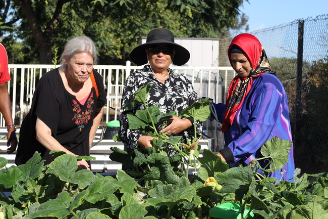 Three people standing in a garden