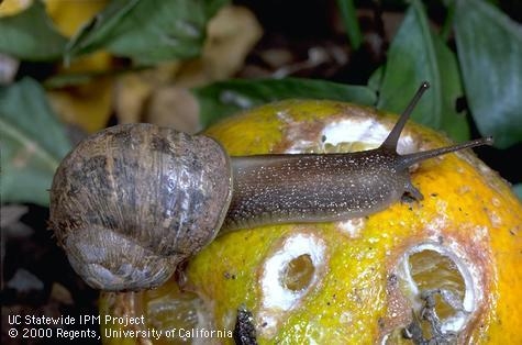 Brown garden snail. Photo by Jack Kelly Clark.