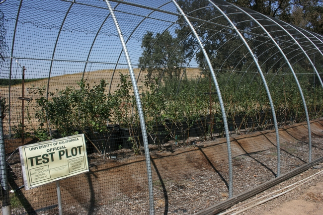 Blueberry field trial in San Joaquin county, located on a cooperator's land. Taken Sept. 13, 2007.