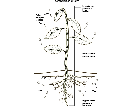 Understanding the water cycle of plants is useful for developing effective watering schedules and for recognizing and correcting signs of drought stress. (Fig 4.1 California Master Gardener Handbook)