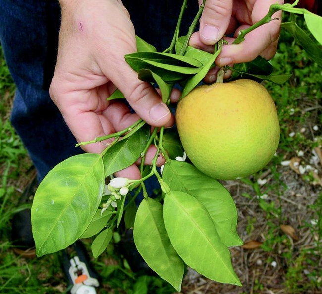 Asymmetrical yellow mottling of leaves and odd shape and greening of fruit, symptoms of Huanglongbing (citrus greening).