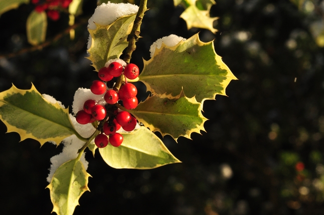 Holly (Ilex) toxic part is fruit or berries.
