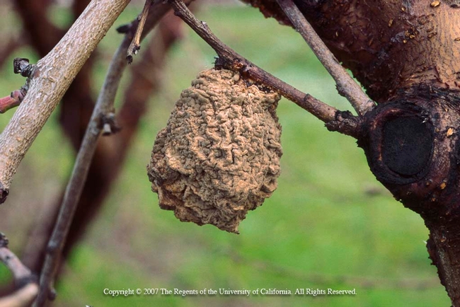 Fruit mummies can harbor spores, fungus, and diseases which can ruin crops. (Photo credit: Jack Kelly Clark)