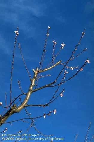 Peach branch with approximately 10% of buds at full bloom stage. (Photo credit: Jack Kelly Clark)