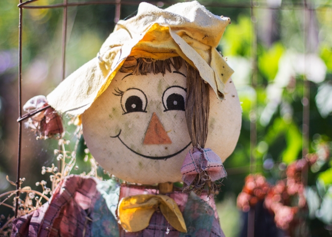 Scarecrows are a staple decoration in autumn but they also serve a purpose in the garden of scaring off unwanted birds and animals. Photo credit: Melissa Womack, UC Master Gardener Program