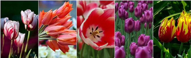 A variety of bulbs bring color to your spring garden