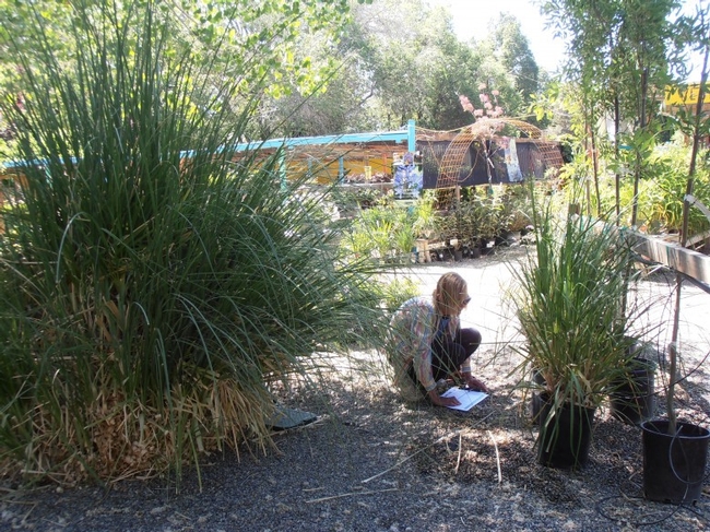 Survey volunteer Mary Ann Saylards recording an occurrence of pampas grass (Cortaderia selloana) at a nursery.