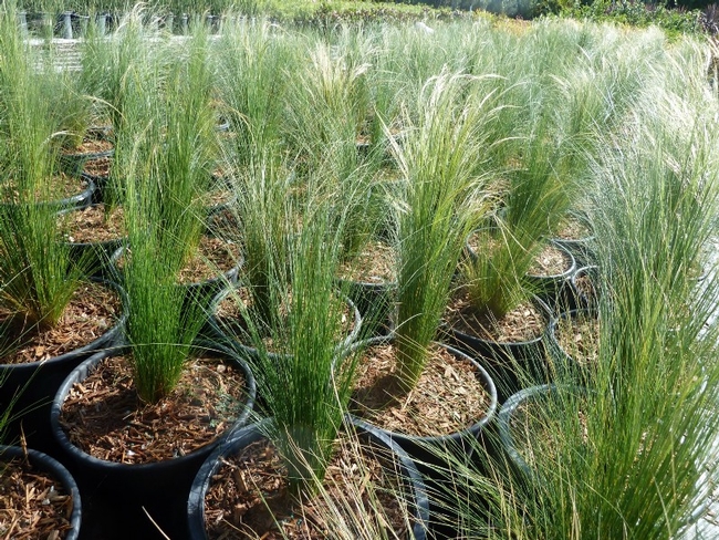 Rows of Mexican feathergrass (Stipa/Nassella tenuissima) at a nursery. While green during the wetter part of the year, this grass will turn golden brown at the top as its seeds ripen — its many, many seeds. Each plant can produce thousands of seeds, which are dispersed by wind, water, contaminated soil, automobiles, and animals. Photo by Jan Tilford.