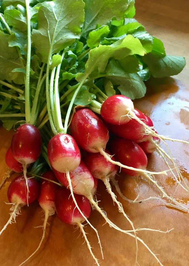 First Place, IncredibleEdibles: “Ravishing Radishes,” by Anne McDermott, Orange County