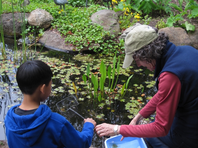 First Place, UC Master Gardeners in Action: “Learning about Critters in a Pond,” by Peggy Chipkin Marin County