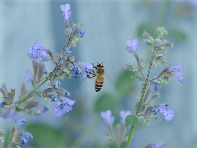 A Honey bee nectaring catmint (Nepeta), a flower that attracts pollinators into the garden. Photo credit: Kathy Keatley Garvey