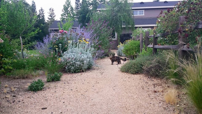 Create a garden experience for your furry family members to enjoy with Catnip, Nepeta Cataria. (Photo credit: Lauren Snowden)