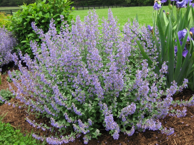 Walker's Low catmint (Nepeta racemosa ‘Walker's Low') was the 2007 Perennial Plant of the Year. (Photo credit: piedmontmastergardeners.org)